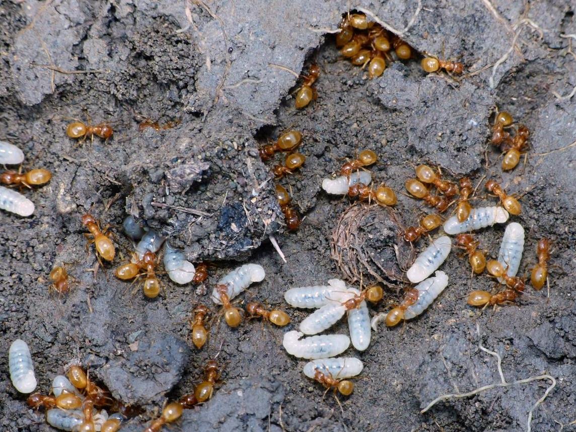 Lasius (Chthonolasius) sp.